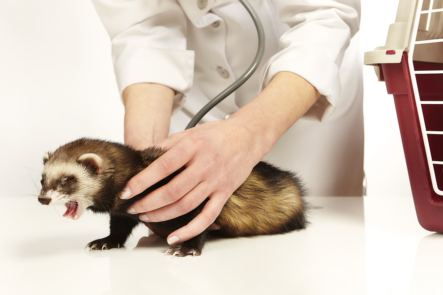 Veterinarian With Ferret who ate something bad
