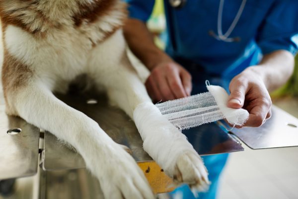 bandaging dog paw