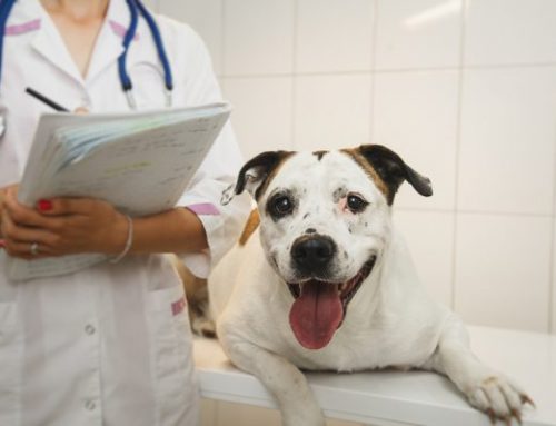 3 Reasons to Get Your Dog an Annual Exam