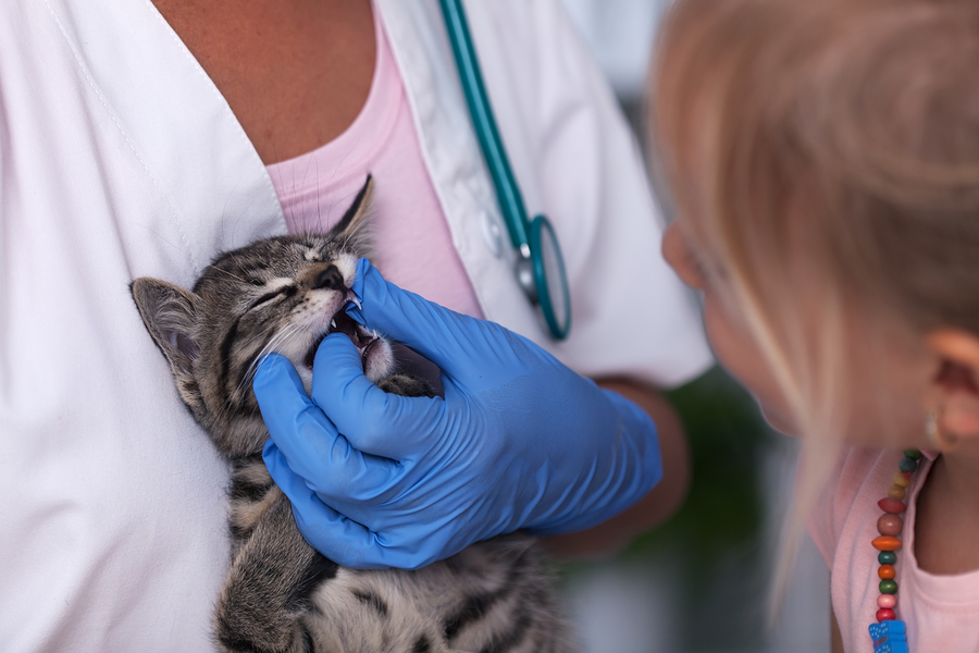 Young girl watching veterinary professional examine new kitten's teeth