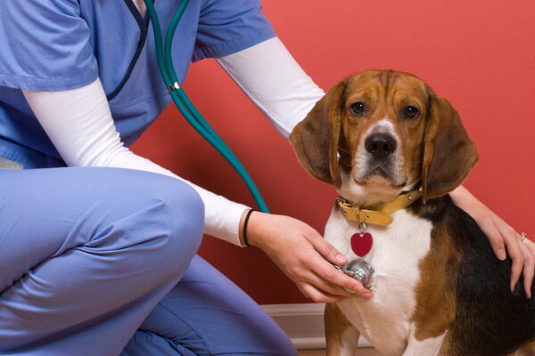 5-reasons-to-take-your-dog-for-an-annual-vet-visit-tipp-city