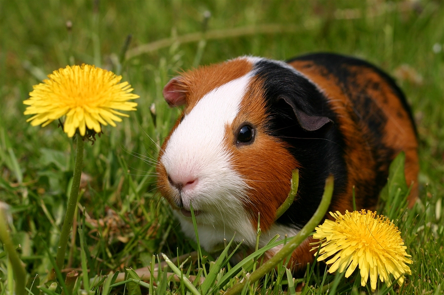 A child-friendly Guinea Pig With Flowers