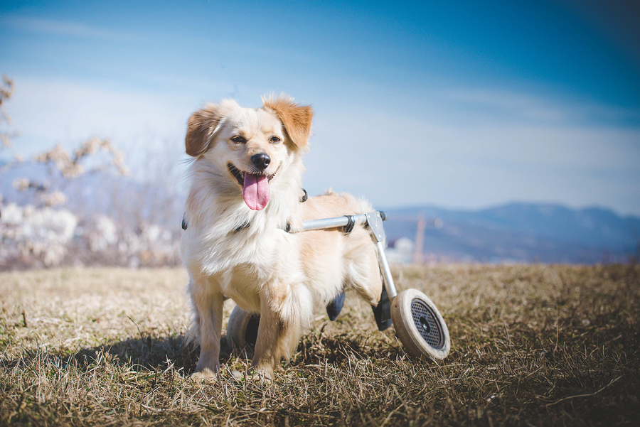 disabled pet dog in a wheelchair on grass