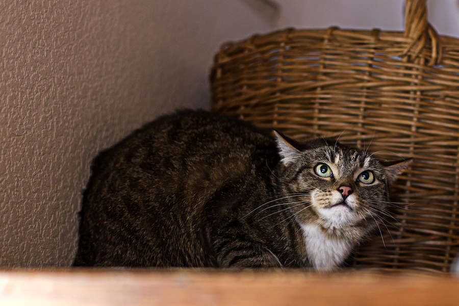 Pets' stress: Angry And Scared Cat Sitting On The Shelf