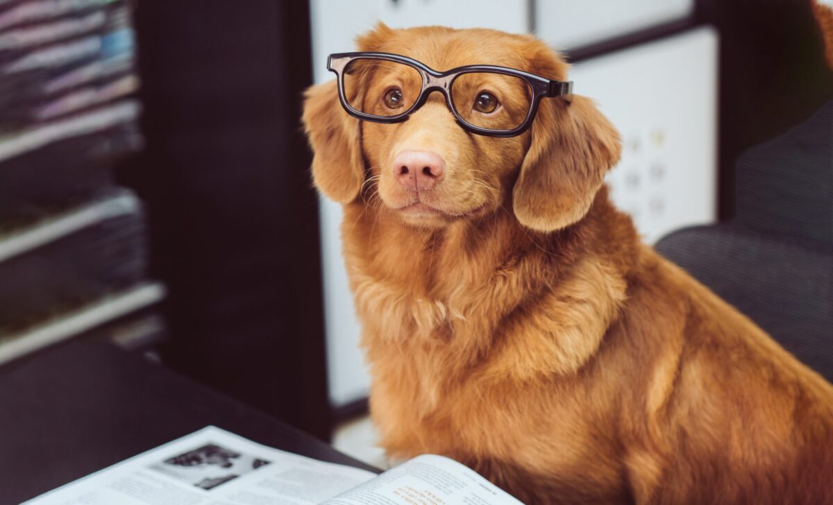 dog in glasses with book at table; so many things to know!