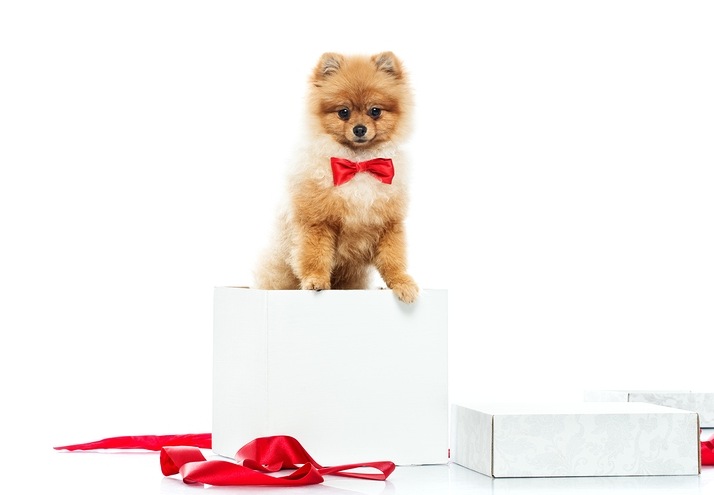 Little funny spitz with bow tie inside gift box; gift pet concept