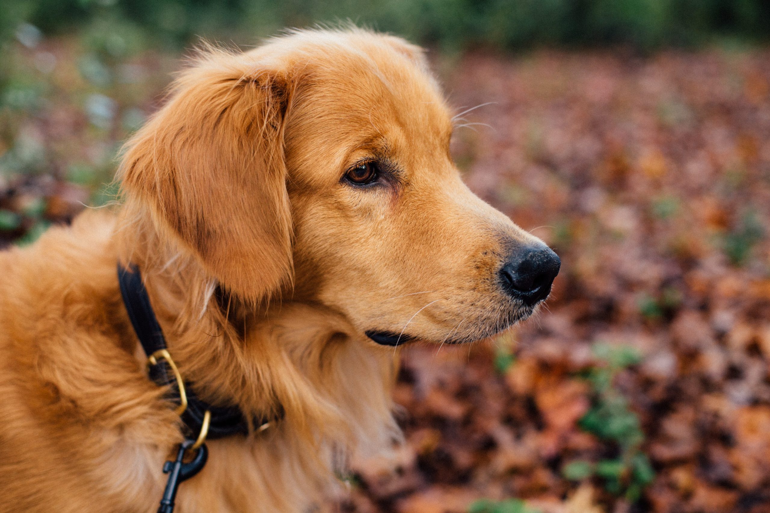dog in autumn yard among leaves; Photo by Tanner Vines on Unsplash