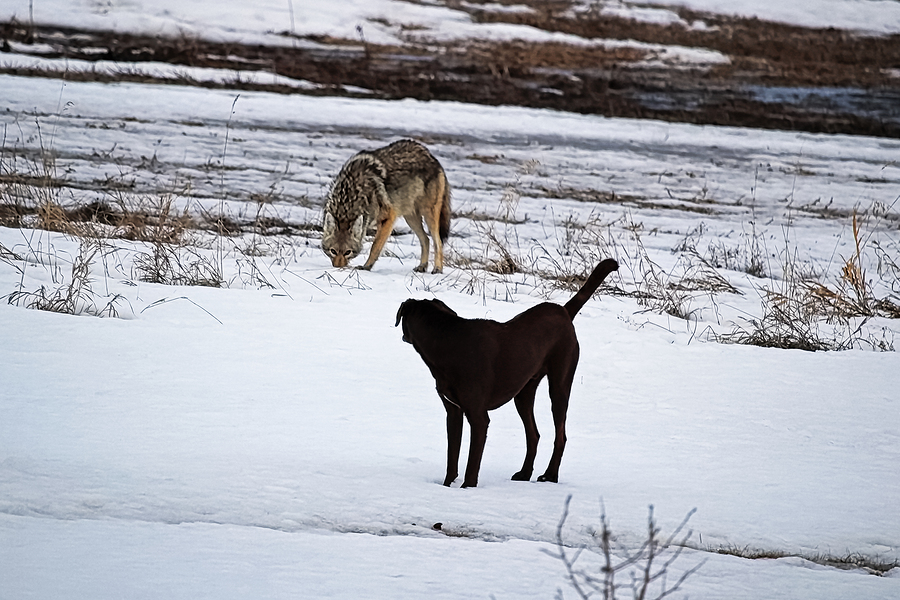 what diseases can dogs get from coyotes