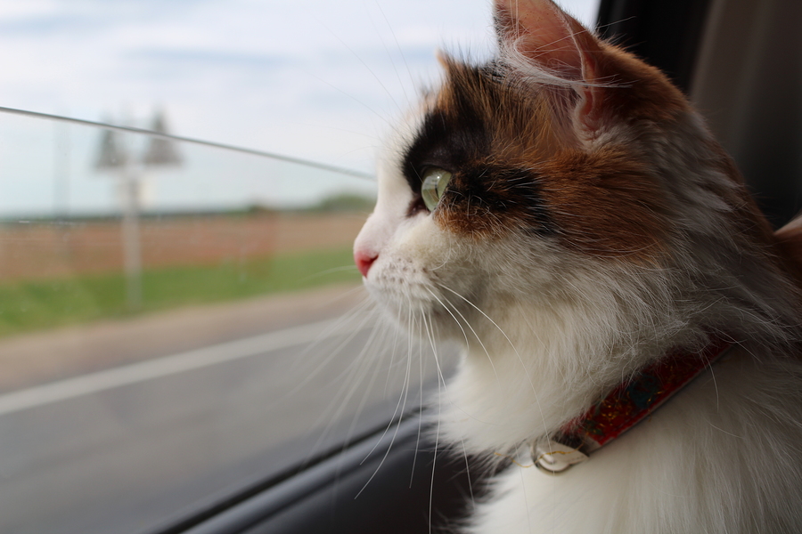 Getting your pet to the vet: Cat In The Car Looks Out The Window Onto The Road.