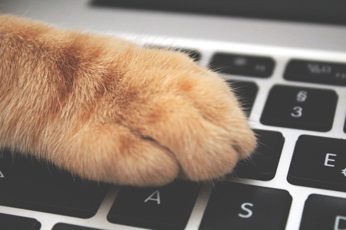 Orange Cat Foot on Laptop Keyboard; pets and tele-conference calls