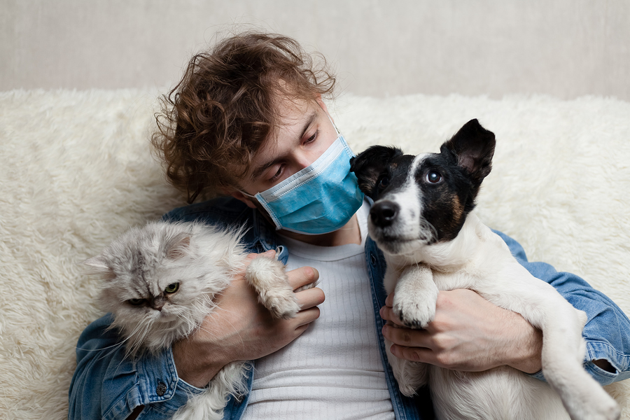 A Man with Face Mask Considering Adopting Pets Is Sitting On A Sofa With A Dog and Cat. Quarantine Coronavirus Pandemic