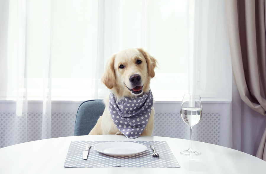 Cute Funny Dog Waiting For Food At Dining Table Indoors; awaiting fruits and veggies