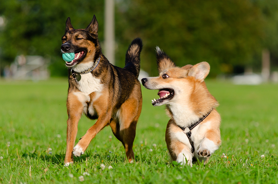 two dogs playing in grass; keeping dogs safe during summer parties