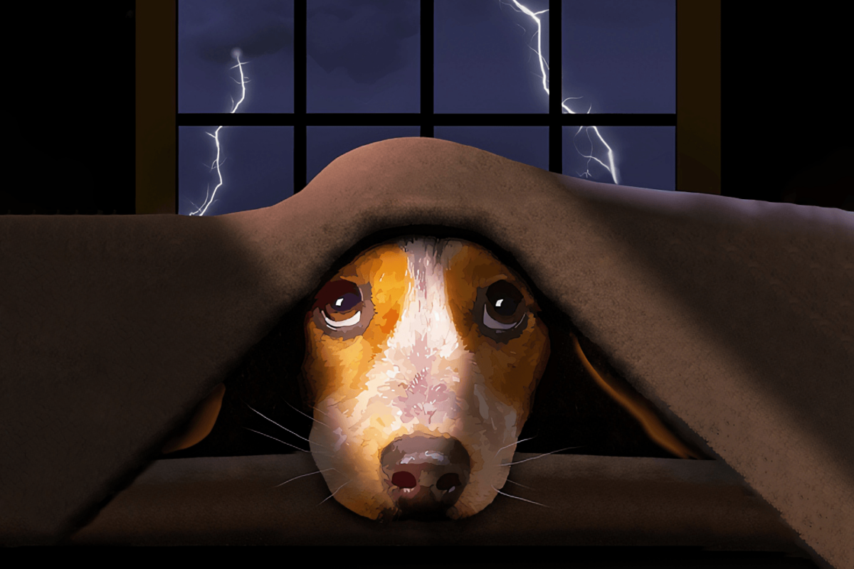 A cute little beagle dog hides from scary thunder