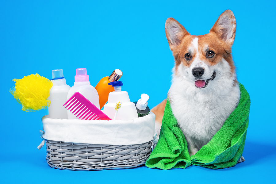 Portrait Welsh Corgi Pembroke Dog With A Box Of Accessories For grooming at home