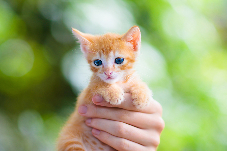 How to Choose a Kitten That's Right for Your Home - Tipp City Veterinary  Hospital