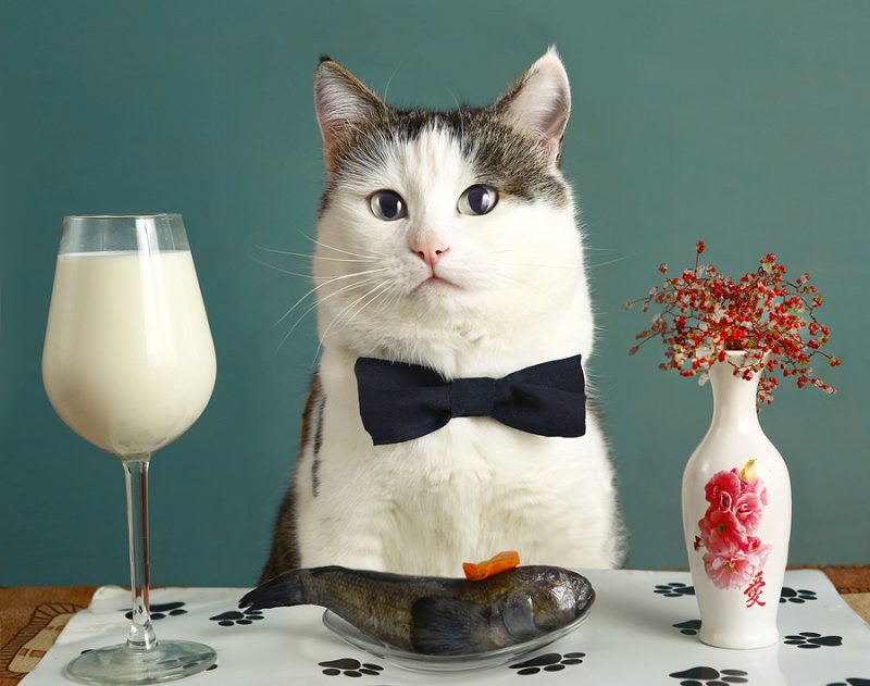 Can Cats Have Dairy Products Like Milk? TippVet