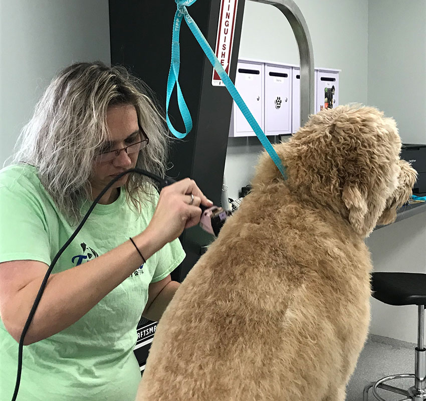 what vaccines are required for dog grooming