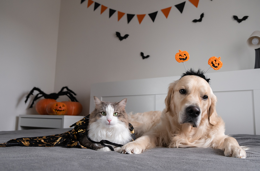 Dog and cat with pumpkins for halloween. Golden Retriever and Kitten Playing on the Sofa in Halloween Costumes; Halloween safety tips for pets