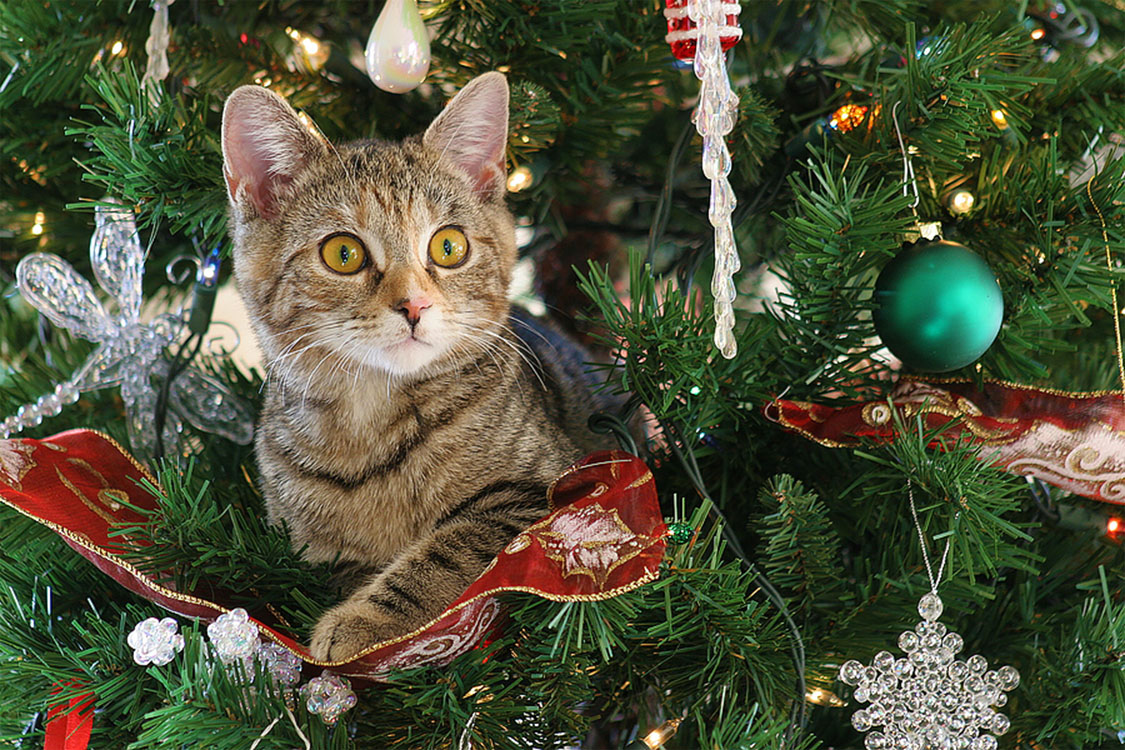 Kitten In Christmas Tree; cat is halfway up a Christmas tree; how to have a cat-proof Christmas tree