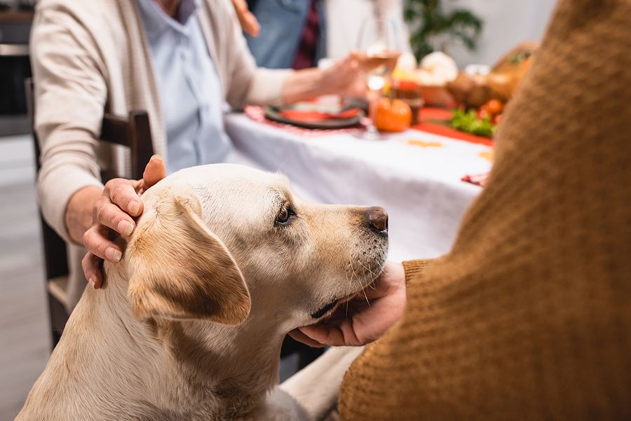 senior couple stroking golden retriever during holiday dinner; holiday safety for dogs
