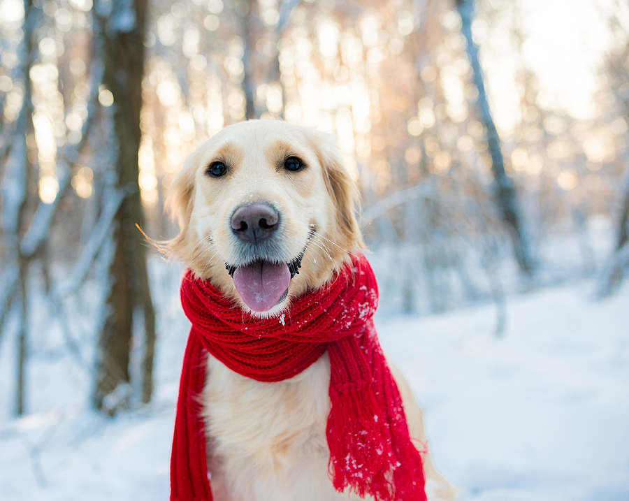 Image of white golden retriever dog in red scarf, outdoors at winter time. Domestic pet in frosty cold weather; cold weather pet safety