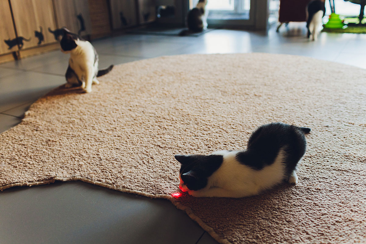 laser pointer cat