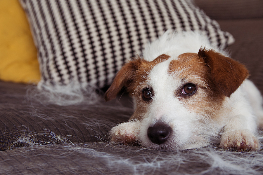 Furry Jack Russell Dog, Shedding Hair During Molt Season Relaxing on Sofa; how to keep a clean house with a pet