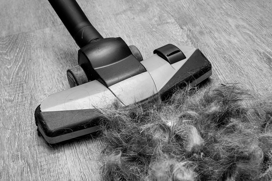 Close-up of cleaning up pet hair with a vacuum cleaner; best vacuum cleaners for pet hair