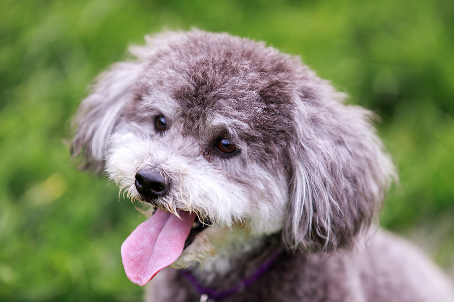Schnoodle (hypoallergenic dog breed mix, a cross between between a schnauzer and a poodle) head shot.