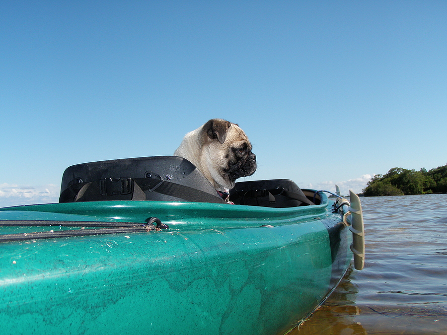 Pug Profile Kayaking; boating with dogs