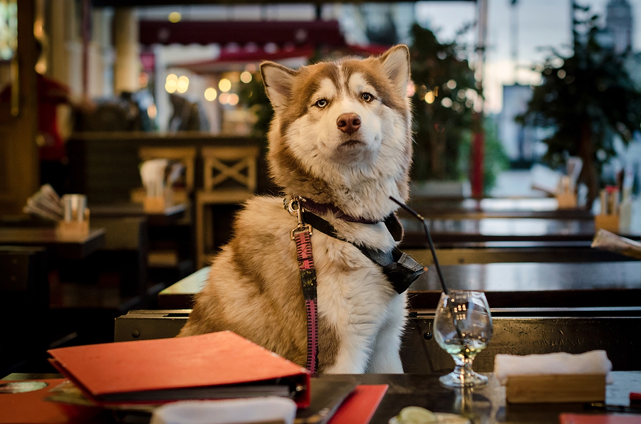 Funny husky dog sitting at table in café. Siberian husky dog waiting for waiter in street café. Taking a dog to a restaurant