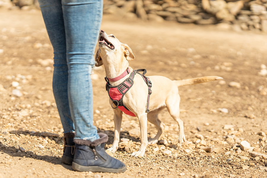 Dog Harness Vs. Collar: Safety Pros and Cons of Each