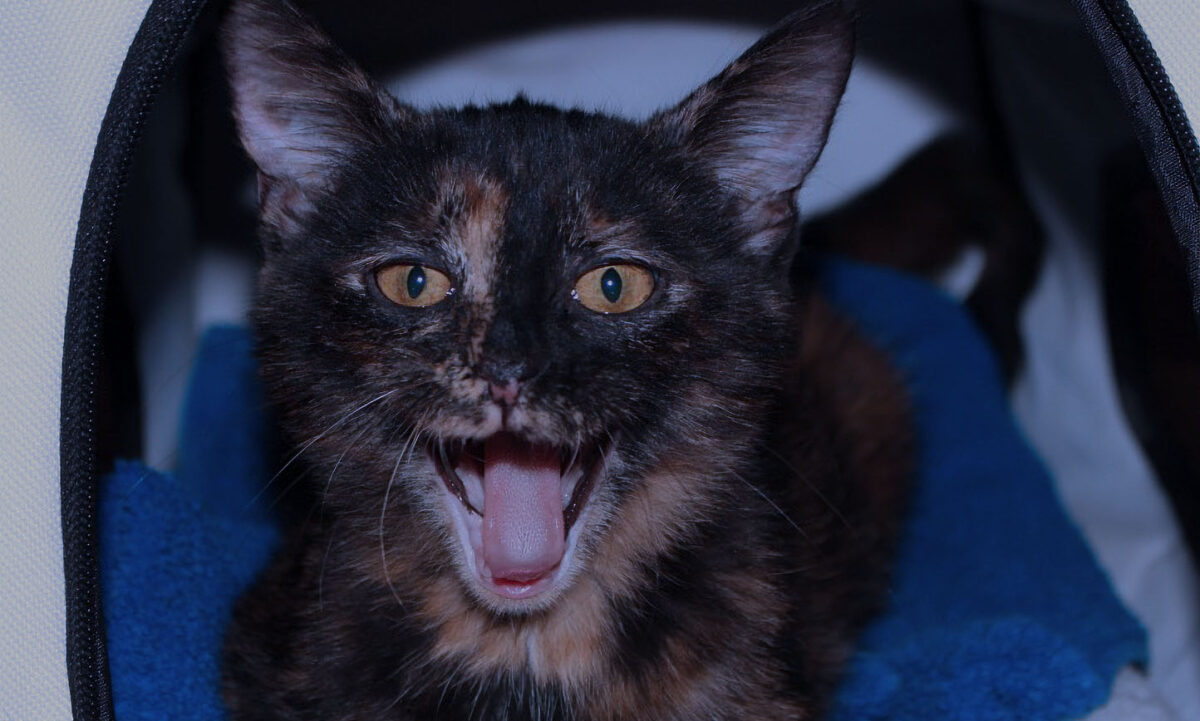 this cat can't stop meowing at night