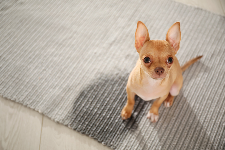 Cute Chihuahua puppy near wet spot on rug indoors, above view. Inappropriate Elimination and Crate Anxiety, Behavior Modification