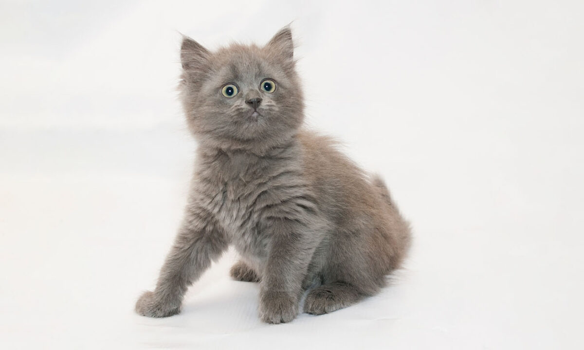 grey anxious cat against a light grey background; how to calm an anxious cat