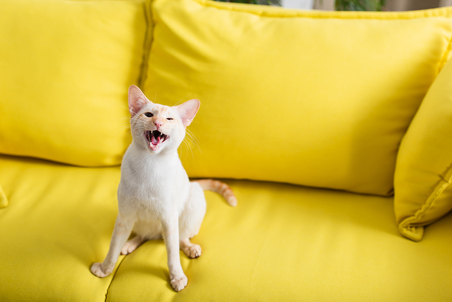 What Common Cat Sounds Mean - Tipp City Veterinary Hospital