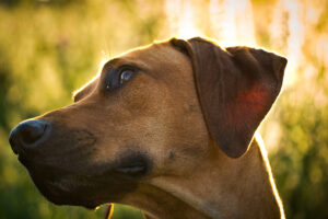 A Beautiful Rhodesian Ridgeback At Sunset