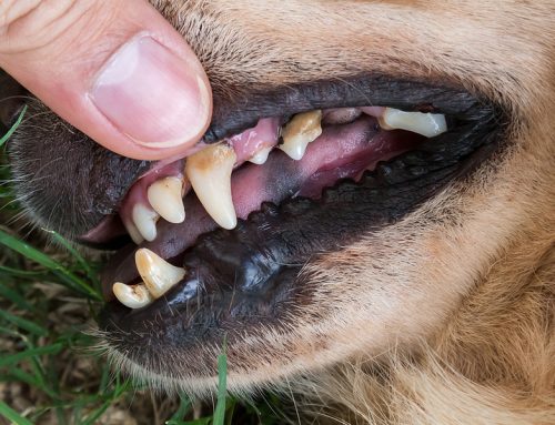 5 Common Signs Your Dog Needs a Regular Dental Cleaning