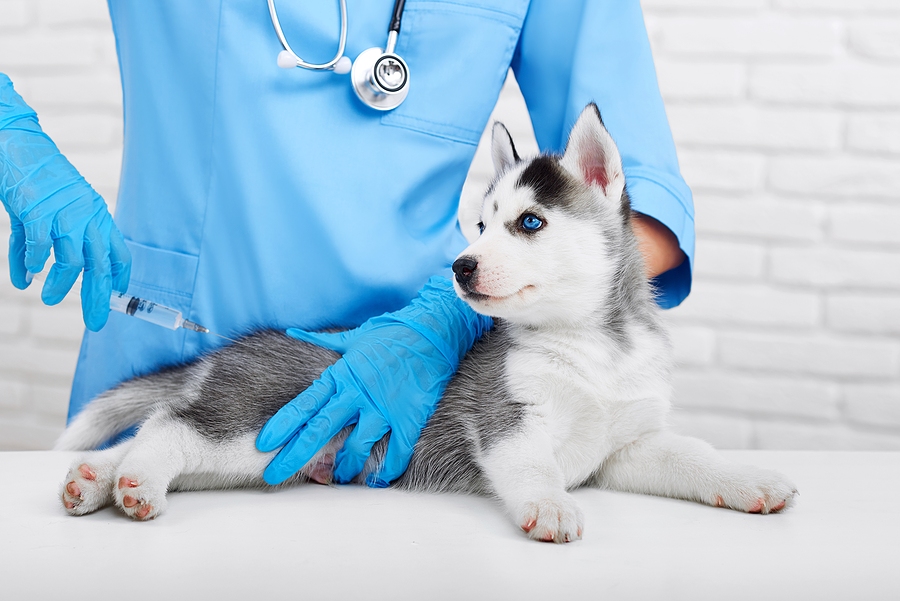 Cropped shot of a cute little Siberian husky puppy getting vaccinated by a professional veterinarian; importance of regular vaccinations