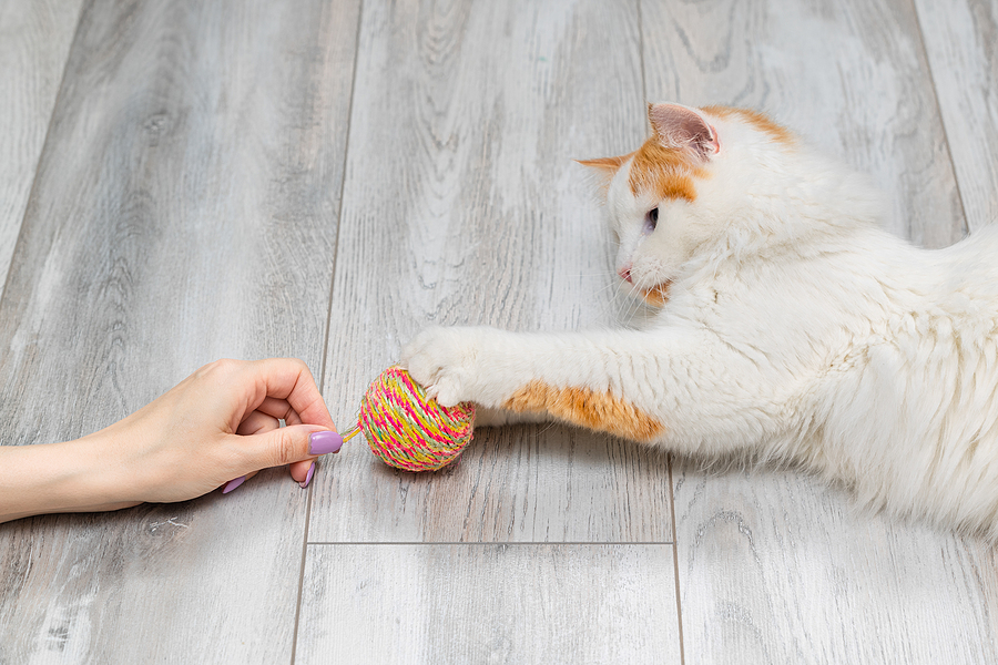 a woman invites a cat to play with a ball. woman playing with pet. cat toy. provide mental stimulation for your cat