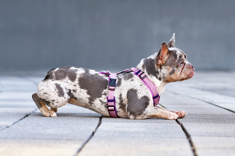 French Bulldog with pink dog harness lying down on ground; dog collar or dog harness