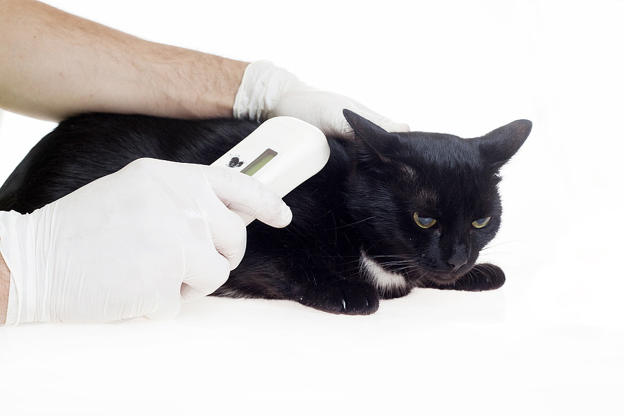 Microchip identification on black cat; pet microchipping