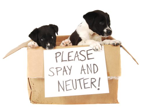The Benefits of Spaying or Neutering Your Pet