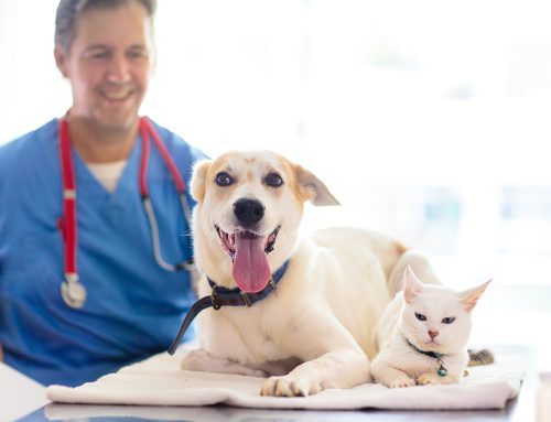 Top 10 Reasons Why Regular Vet Check-Ups are Vital for Your Pet’s Health
