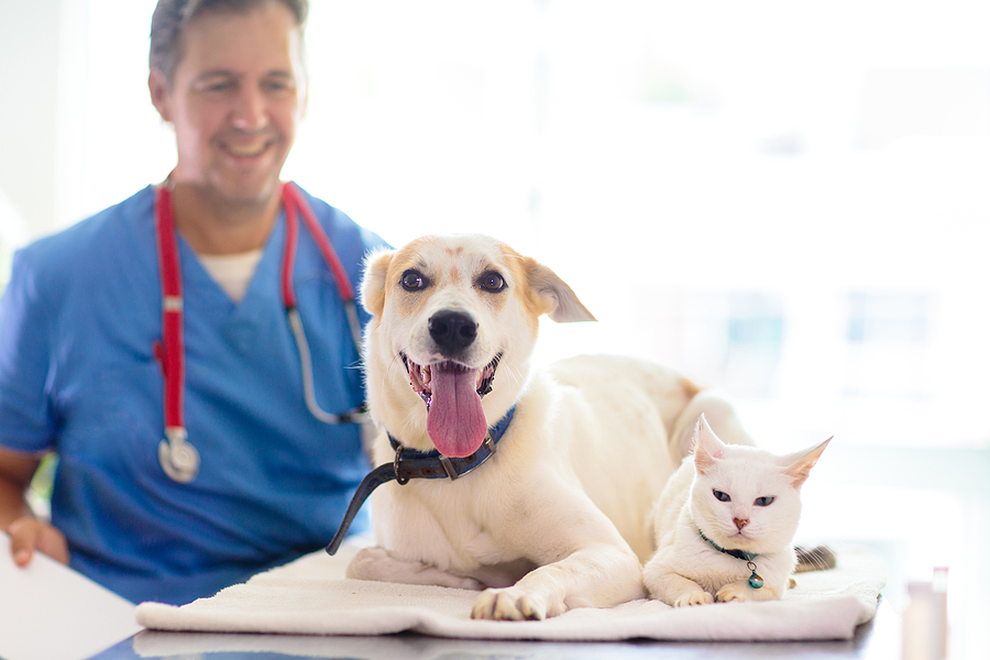 dog and cat getting regular check-ups at the veterinarian