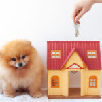 On a white background, a small house is sitting next to a red-haired little dog, a Pomeranian Pomeranian, holding out the keys to the house; moving to a new home