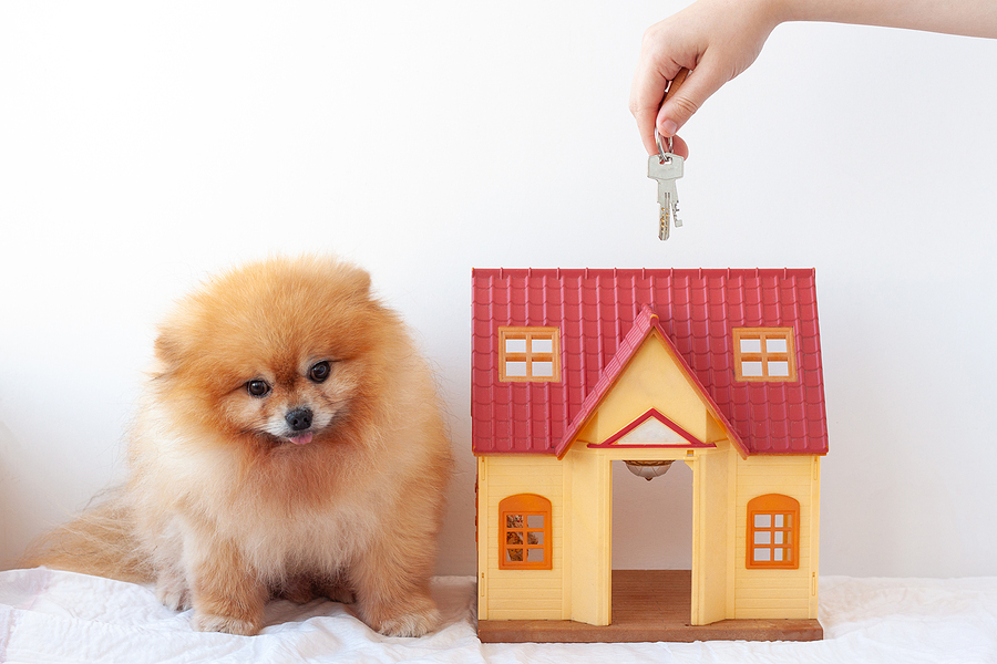 On a white background, a small house is sitting next to a red-haired little dog, a Pomeranian Pomeranian, holding out the keys to the house; moving to a new home