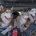 Two husky dogs and cat with blue eyes in the trunk car. Travelling with your pet