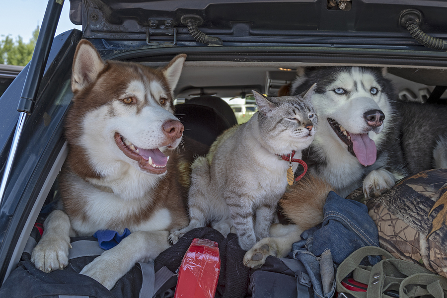 Two husky dogs and cat with blue eyes in the trunk car. Travelling with your pet